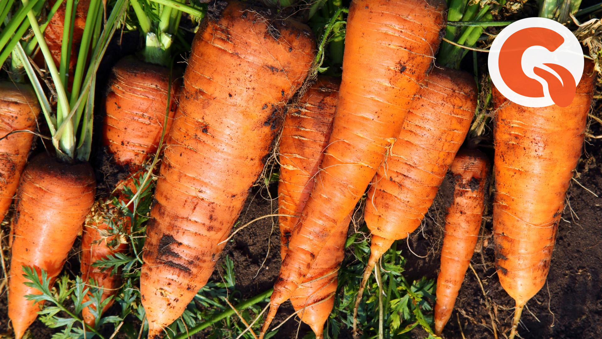 Почему морковь и лук нужно сажать на одной грядке